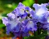 Streptocarpus CLIO